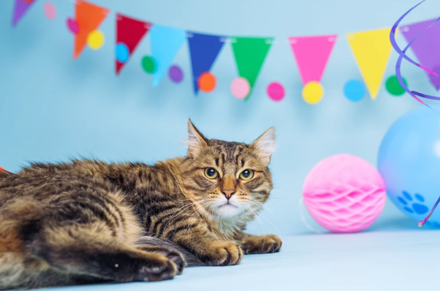 FREE Sheba Perfect Portions Cat Food Samples